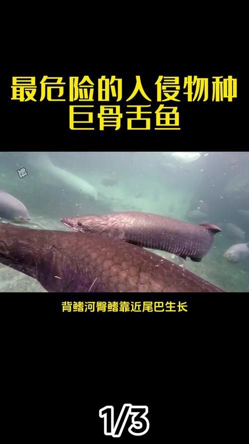 巨骨舌魚和龍魚的區別在哪里呢 巨骨舌魚和龍魚的區別在哪里呢 龍魚百科 第9張