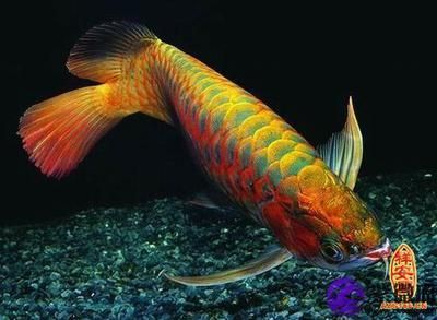 金龍魚的寓意好嗎：金龍魚的寓意好嗎? 金龍魚的寓意好嗎：金龍魚的寓意好嗎? 龍魚百科 第3張