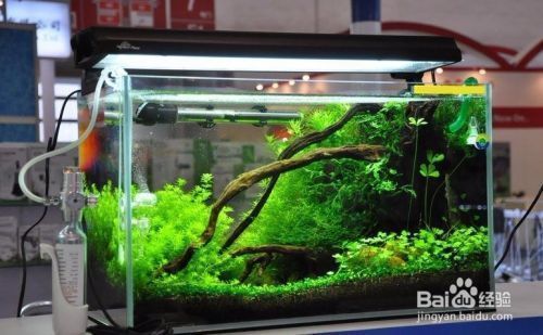 龍魚一喂食就趴缸了：龍魚一喂食就趴缸的原因及解決方法 龍魚一喂食就趴缸了：龍魚一喂食就趴缸的原因及解決方法 龍魚百科 第3張