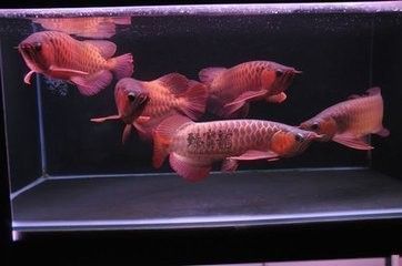 金龍魚用白燈：關于金龍魚使用白燈的一些建議