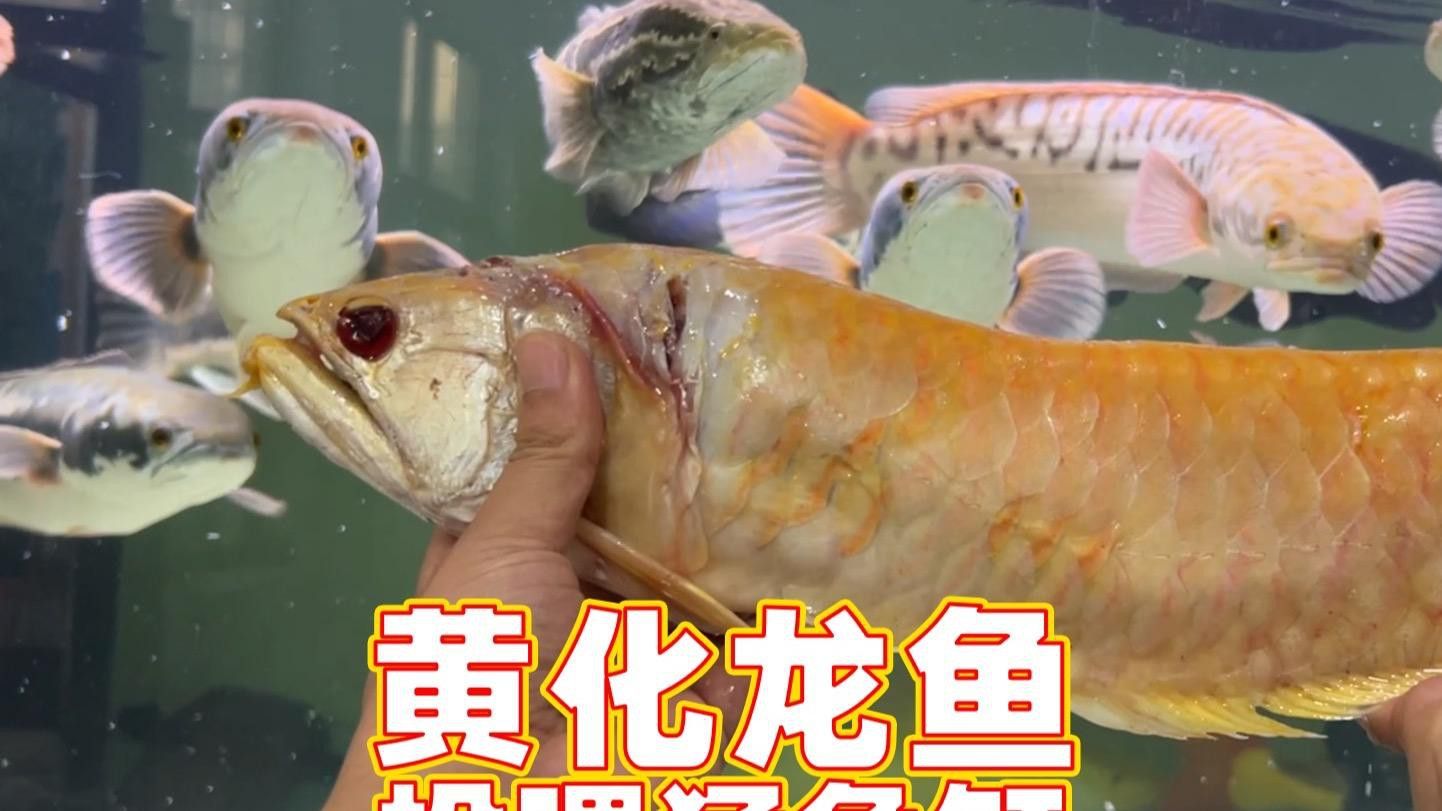 如何延長金龍魚和銀龍魚的壽命？