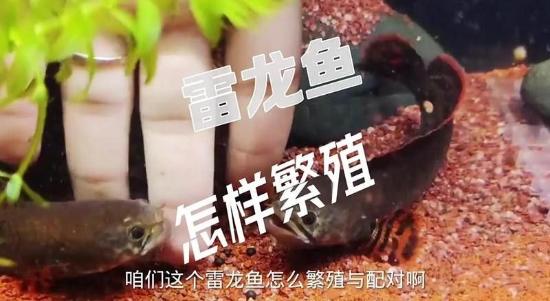 哪些龍魚品種容易繁殖？
