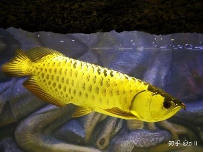 金龍魚成魚：金龍魚成魚需要特定飼養條件的寵物魚需要特定飼養條件