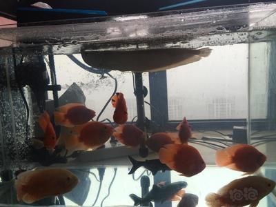 新入缸的龍魚如果不開口，首先考慮的因素是水質問題：新入缸的龍魚不開口是怎么回事？