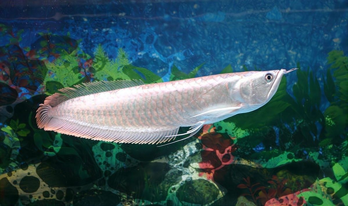 銀龍魚是冷水魚還是熱水魚 銀龍魚是冷水魚還是熱水魚 龍魚百科 第1張