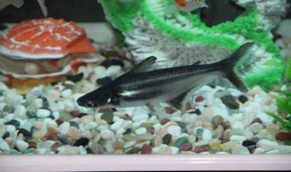 銀龍魚是冷水魚還是熱水魚 銀龍魚是冷水魚還是熱水魚 龍魚百科 第8張
