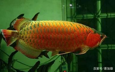 龍魚多少年壽命最長的：不同品種的龍魚壽命有所差異，金龍魚的壽命可以超過40年 龍魚多少年壽命最長的：不同品種的龍魚壽命有所差異，金龍魚的壽命可以超過40年 龍魚百科 第3張