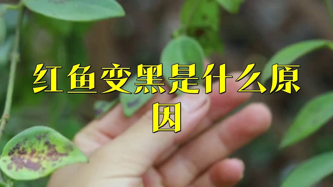紅龍魚發(fā)黑是生病了嗎？