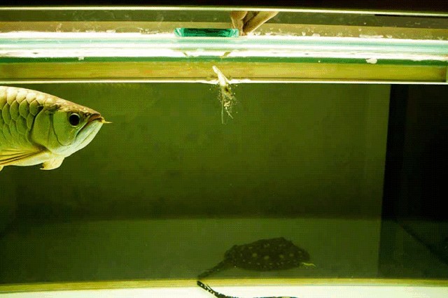 龍魚吃活泥鰍多久消化：龍魚吃活泥鰍多久消化，龍魚吃活泥鰍多久消化多久消化