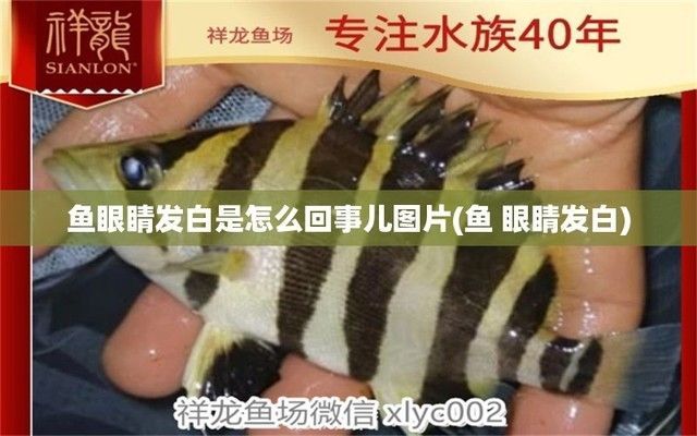 魚缸養魚眼睛變白（如何預防魚缸水質惡化？）