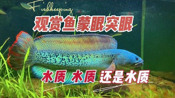 魚缸養魚眼睛變白（如何預防魚缸水質惡化？）