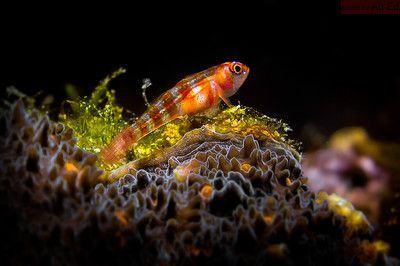 龍魚的英文名叫什么名字：龍魚的養(yǎng)殖和群養(yǎng)