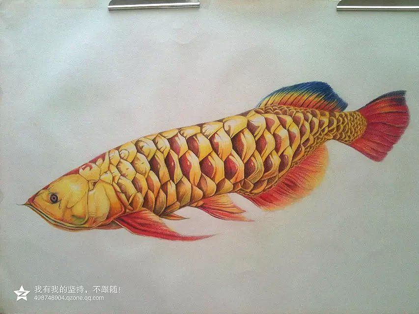 色彩金龍魚(yú)的繪畫(huà)方法：色彩金龍魚(yú)怎么畫(huà)好看色彩金龍魚(yú)怎么畫(huà)好看