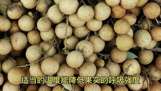 龍眼不新鮮了還能吃嗎？ 龍眼不新鮮了還能吃嗎？ 龍魚百科 第4張