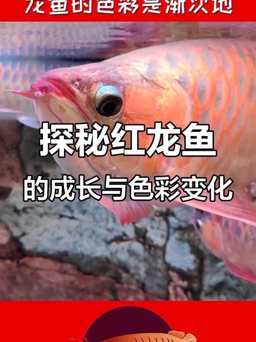 紅龍魚品牌等級劃分標準圖片 紅龍魚品牌等級劃分標準圖片 龍魚百科 第30張