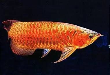 龍魚名字由來和寓意：龍魚在風水中的應用