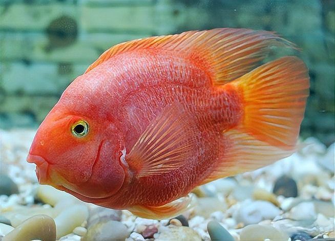 金剛鸚鵡魚最忌諱三個東西