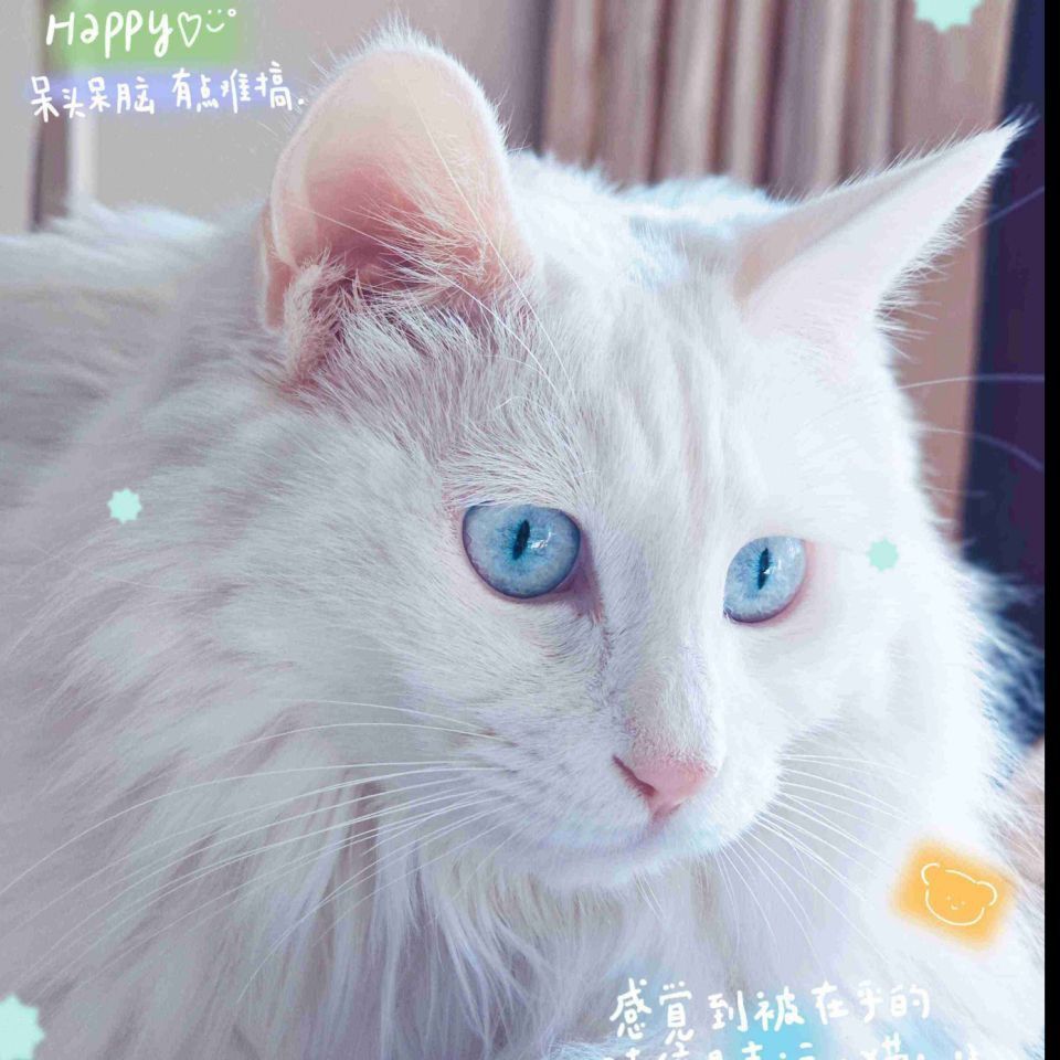 金剛鸚鵡魚最忌諱三個東西