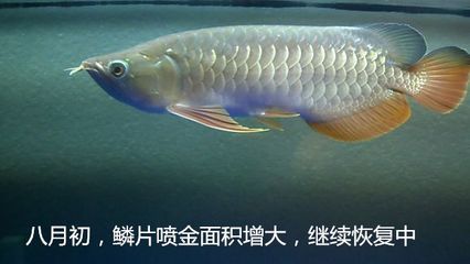 金龍魚反垢怎么處理：金龍魚反垢怎么處理金龍魚反垢怎么處理 金龍魚反垢怎么處理：金龍魚反垢怎么處理金龍魚反垢怎么處理 龍魚百科 第2張
