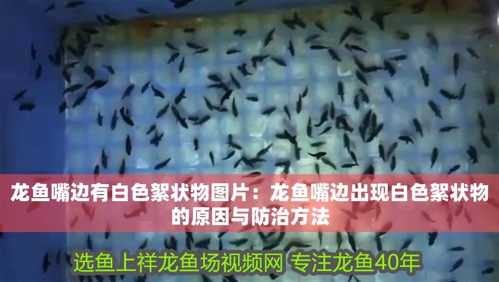 龍魚嘴邊有白色絮狀物圖片：龍魚嘴邊出現白色絮狀物的原因與防治方法