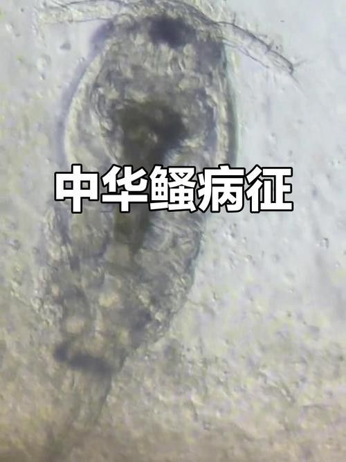 金龍魚翹尾怎么回事啊圖片 金龍魚翹尾怎么回事啊圖片 龍魚百科 第1張