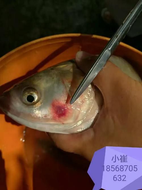 金龍魚翹尾怎么回事啊圖片 金龍魚翹尾怎么回事啊圖片 龍魚百科 第6張