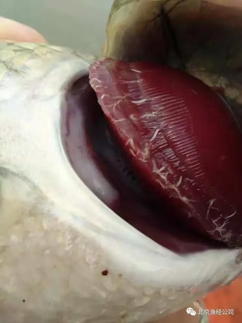 金龍魚翹尾怎么回事啊圖片 金龍魚翹尾怎么回事啊圖片 龍魚百科 第10張