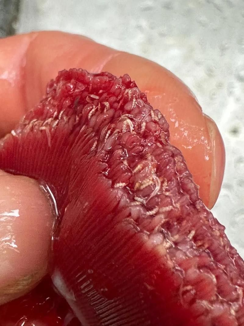 金龍魚翹尾怎么回事啊圖片 金龍魚翹尾怎么回事啊圖片 龍魚百科 第13張