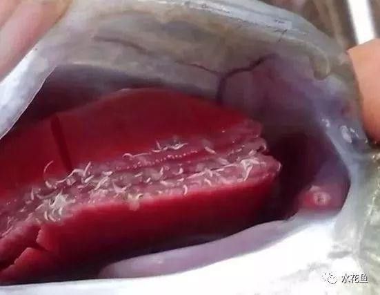 金龍魚翹尾怎么回事啊圖片 金龍魚翹尾怎么回事啊圖片 龍魚百科 第17張