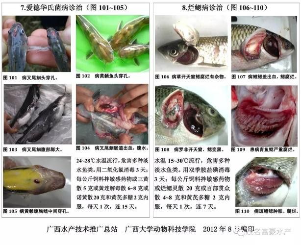 金龍魚翹尾怎么回事啊圖片 金龍魚翹尾怎么回事啊圖片 龍魚百科 第15張
