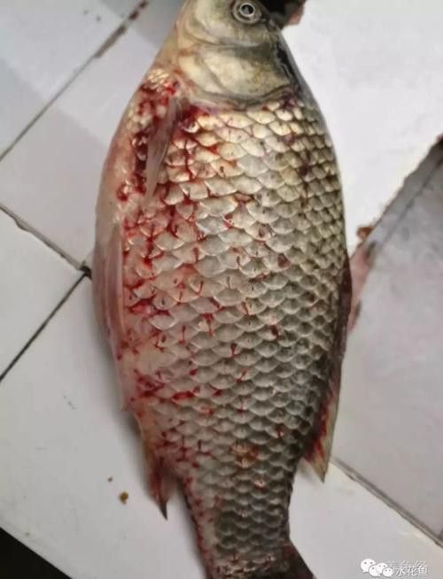 金龍魚翹尾怎么回事啊圖片 金龍魚翹尾怎么回事啊圖片 龍魚百科 第14張
