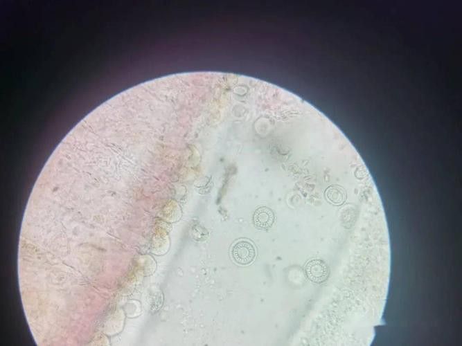 金龍魚翹尾怎么回事啊圖片 金龍魚翹尾怎么回事啊圖片 龍魚百科 第20張