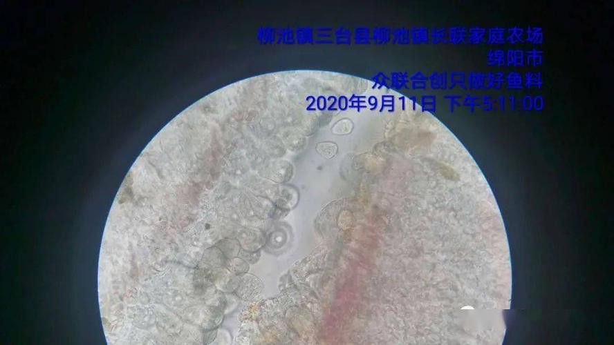 金龍魚翹尾怎么回事啊圖片 金龍魚翹尾怎么回事啊圖片 龍魚百科 第18張
