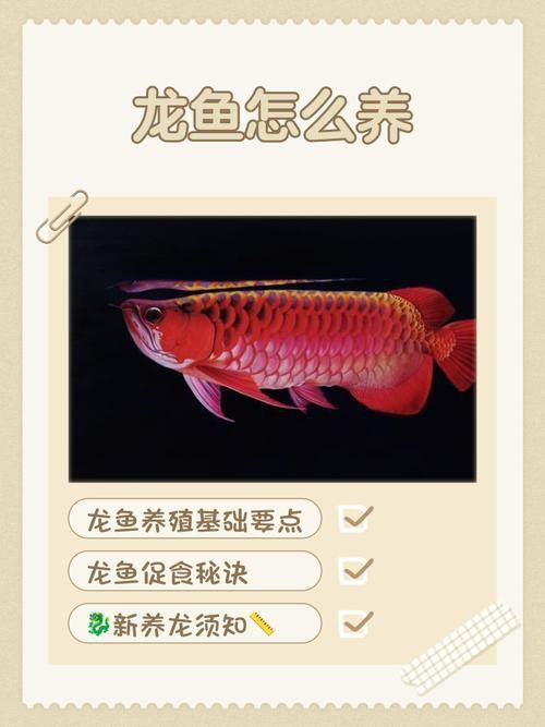 金龍魚翹尾怎么回事啊圖片 金龍魚翹尾怎么回事啊圖片 龍魚百科 第41張