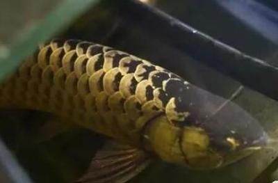 印尼小紅龍魚繁殖成功率提升方法：印尼小紅龍魚性別鑒別方法，印尼小紅龍魚繁殖期間喂食策略 印尼小紅龍魚繁殖成功率提升方法：印尼小紅龍魚性別鑒別方法，印尼小紅龍魚繁殖期間喂食策略 龍魚百科 第2張