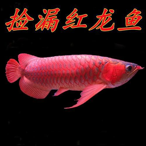 印尼大湖紅龍魚(yú)幼魚(yú)