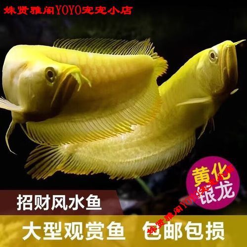 印尼大湖紅龍魚(yú)幼魚(yú)