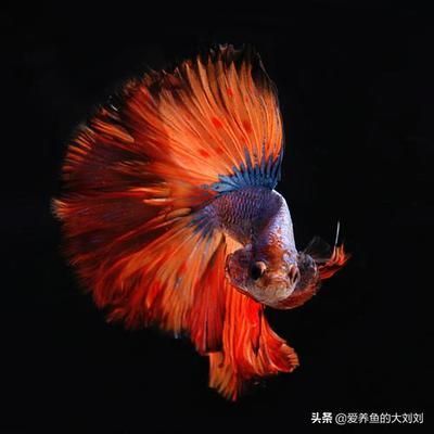 龍魚眼睛里面有白色的東西怎么辦啊圖片：龍魚眼睛里面有白色的東西怎么辦？原因分析與解決方案