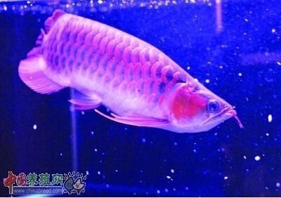 藍龍魚是冷水魚還是熱帶魚:藍曼龍與哪些魚類混養合適藍曼龍與哪些魚類混養合適 龍魚百科 第4張 藍龍魚是冷水魚還是熱帶魚:藍曼龍與哪些魚類混養合適藍曼龍與哪些魚類混養合適 藍龍魚是冷水魚還是熱帶魚:藍曼龍與哪些魚類混養合適藍曼龍與哪些魚類混養合適 龍魚百科 第4張