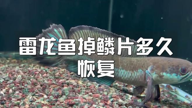 龍魚掉鱗片還能長出來嗎 龍魚百科 第5張 龍魚掉鱗片還能長出來嗎 龍魚掉鱗片還能長出來嗎 龍魚百科 第5張