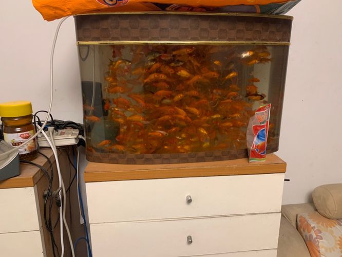 大白龍魚飼料多少錢一噸大白龍魚飼料多少錢一噸啊：大白龍魚飼料多少錢一噸