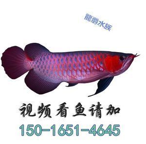 紅龍魚(yú)的品牌有哪些名字（地球上8大紅龍魚(yú)品牌有哪些）