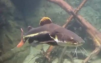 龍魚長短胡子能恢復(fù)嗎：如果龍魚的胡須斷裂或變形，能否恢復(fù)到原來的狀態(tài)呢？