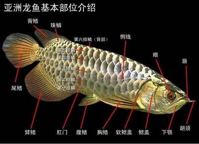 龍魚長短胡子能恢復(fù)嗎：如果龍魚的胡須斷裂或變形，能否恢復(fù)到原來的狀態(tài)呢？