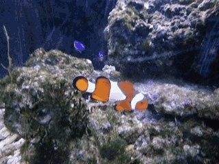 銀龍魚產(chǎn)卵是什么顏色的