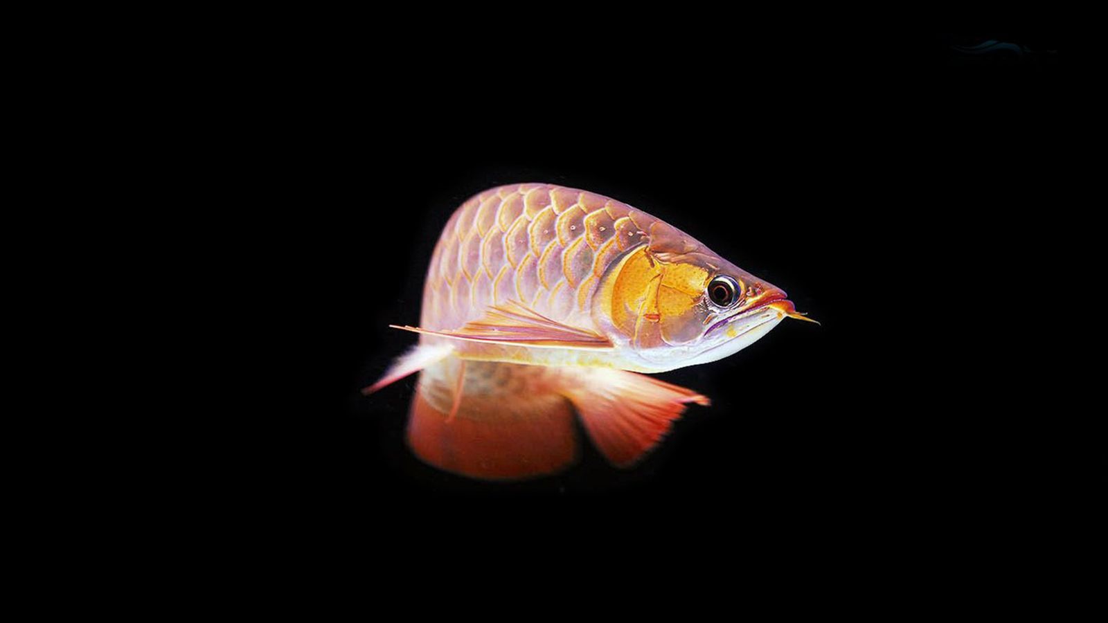 龍魚壁紙超清手機版：與龍魚壁紙相關的網站和論壇 龍魚壁紙超清手機版：與龍魚壁紙相關的網站和論壇 龍魚百科 第1張