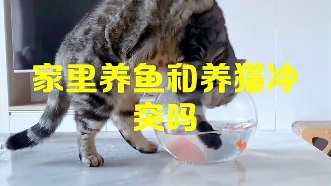 風水上養貓和養魚有沖突嗎