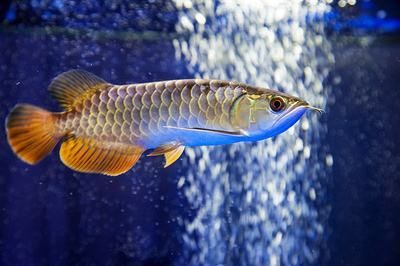 杭州金龍魚熱帶魚養殖基地在哪里啊電話，杭州金龍魚養殖基地 杭州金龍魚熱帶魚養殖基地在哪里啊電話，杭州金龍魚養殖基地 龍魚百科 第4張