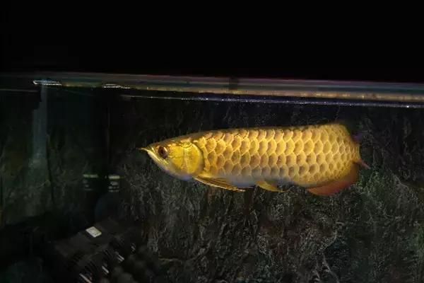 龍魚蹭缸甩頭：龍魚蹭缸和甩頭可能是由多種原因引起的，龍魚蹭缸甩頭