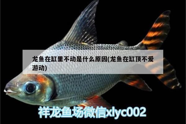 龍魚在水底不愿意游動：龍魚在水底不愿意游動怎么辦